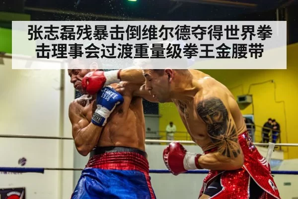 张志磊残暴击倒维尔德夺得世界拳击理事会过渡重量级拳王金腰带